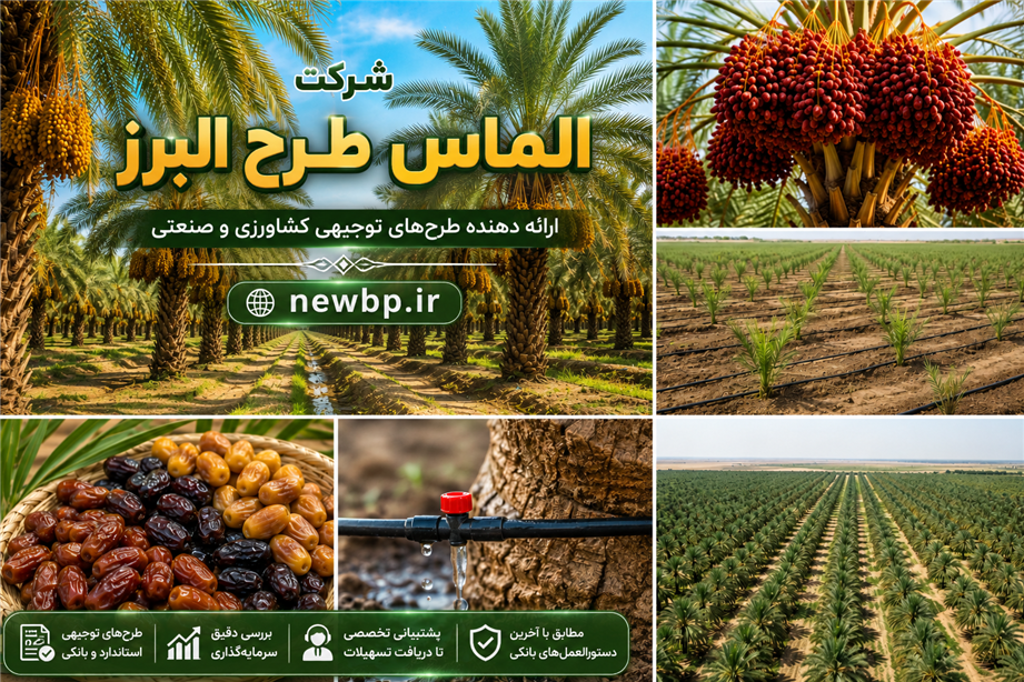 راهنمای جامع احداث نخلستان خرما 
