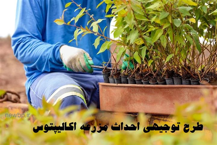 طرح توجیهی احداث مزرعه اکالیپتوس