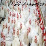 طرح توجیهی مرغداری گوشتی 98 |هزینه پرورش مرغ گوشتی در سال 98