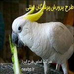 طرح توجیهی پرورش پرندگان زینتی در ایران | پرسودترین پرنده زینتی