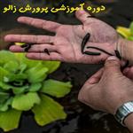 دوره آموزشی پرورش زالو در اصفهان | دوره آموزشی پرورش زالو در مازندران