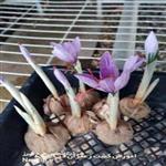 اموزش کشت زعفران در گلخانه | آموزش کشت هیدروپونیک زعفران