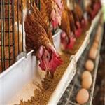 طرح پرورش مرغ تخم‌گذار در قفس | پرورش مرغ بومی تخمگذار