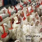 طرح توجیهی پرورش مرغ گوشتی 12000 قطعه ای |سود پرورش مرغ گوشتی 