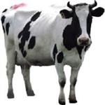 طرح توجیهی گاو شیری 5 راسی (آپدیت تابستان 1401)