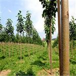 طرح توجیهی درخت پالونیا | دانلود طرح توجیهی زراعت چوب
