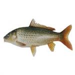 طرح توجیهی پرورش ماهی گرمابی کپور1402