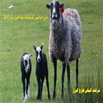 طرح توجیهی پرورش گوسفند چند قلوزا⭐️ بهترین نژاد گوسفندان چند قلوزا در ایران
