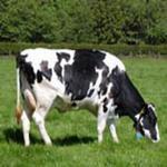 طرح توجیهی پرورش گاو شیری 1403 ⭐️ نحوه محاسبه سود گاو شیری