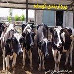 طرح توجیهی پرواربندی گوساله 50 راسی نگارش 1404