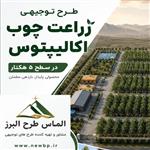 طرح توجیهی احداث مزرعه اکالیپتوس ۵ هکتاری  1405 ⭐️ وام + مجوز + دانلود Word و PDF