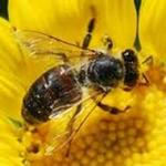 پروژه کارآفرینی زنبور عسل ظرفیت 850 کندو