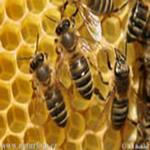 پروژه کارآفرینی  پرورش زنبور عسل مخصوص اخذ  وام ویرایش 94