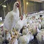 پروژه کارآفرینی پرورش مرغ گوشتی (مرغداری 95) -طرح توجیهی مرغداری گوشتی 95