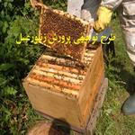 نمونه طرح توجیهی زنبورداری -  طرح توجیهی پرورش عسل با وام 50 میلیون تومانی نمونه کامل 
