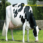 طرح توجیهی پرورش گاو شیری - طرح توجیهی گاوداری شیری 97