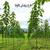 طرح توجیهی کاشت درخت پالونیا doc +pdf (آپدیت 98 )