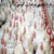 طرح توجیهی مرغداری گوشتی 98 |هزینه پرورش مرغ گوشتی در سال 98