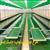 طرح توجیهی تولید جلبک اسپیرولینا 98 | پرورش جلبک اسپیرولینا در گلخانه pdf + doc