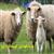 هزینه نگهداری هر رأس گوسفند پرواری در یک سال با در نظر گرفتن هزینه‌های خوراک و نگهداری و دارو