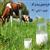 طرح توجیهی پرورش گاو شیری 10 راسی | هزینه احداث گاوداری 10 راسی در سال 1400