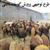 طرح توجیهی پرورش گوسفندان داشتی pdf  نگارش بهار 1401 ( 500 راسی)