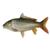 طرح توجیهی پرورش ماهی گرمابی کپور1402