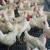 پروژه کارآفرینی پرورش مرغ گوشتی (مرغداری)