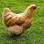 طرح توجیهی مرغ تخمگذار بومی-طرح توجیهی مرغ تخمگذار pdf