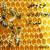 طرح توجیهی زنبورداری نگارش بهمن 96 مخصوص سایت کارا  مقدار وام 50 میلیون